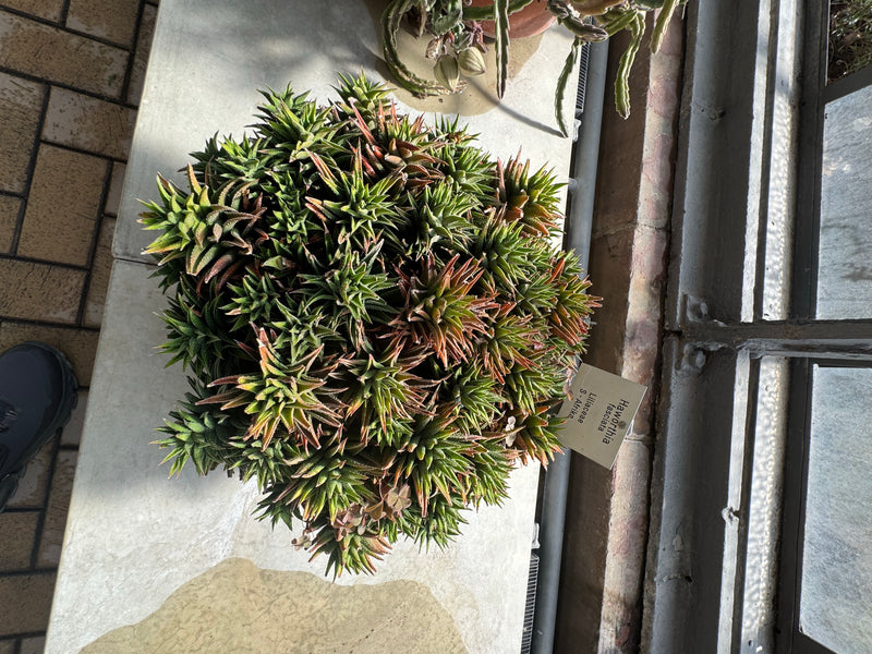 Eine dicht gewachsene Gruppe der Zebra-Haworthie (Haworthiopsis fasciata) aus der Vogelperspektive auf einer Fensterbank.