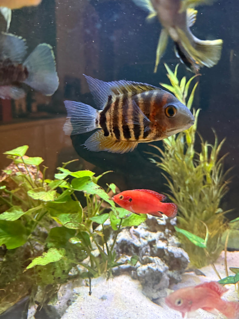 Zebrabuntbarsch — Bild 1 von 1