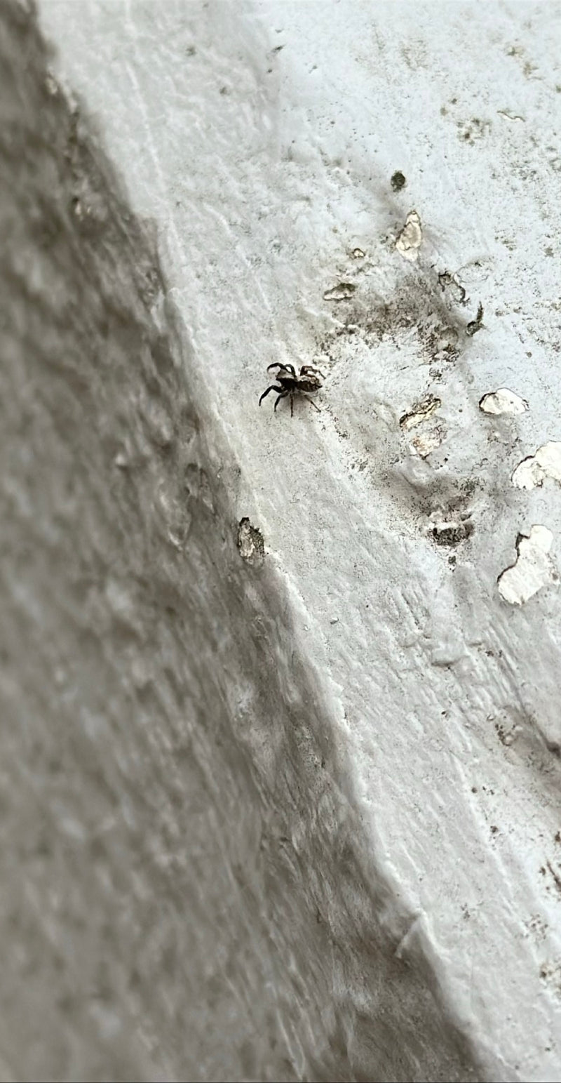 Eine Zebraspringspinne sitzt auf einer hellen, strukturierten Oberfläche. Sie verharrt regungslos auf dem Untergrund.