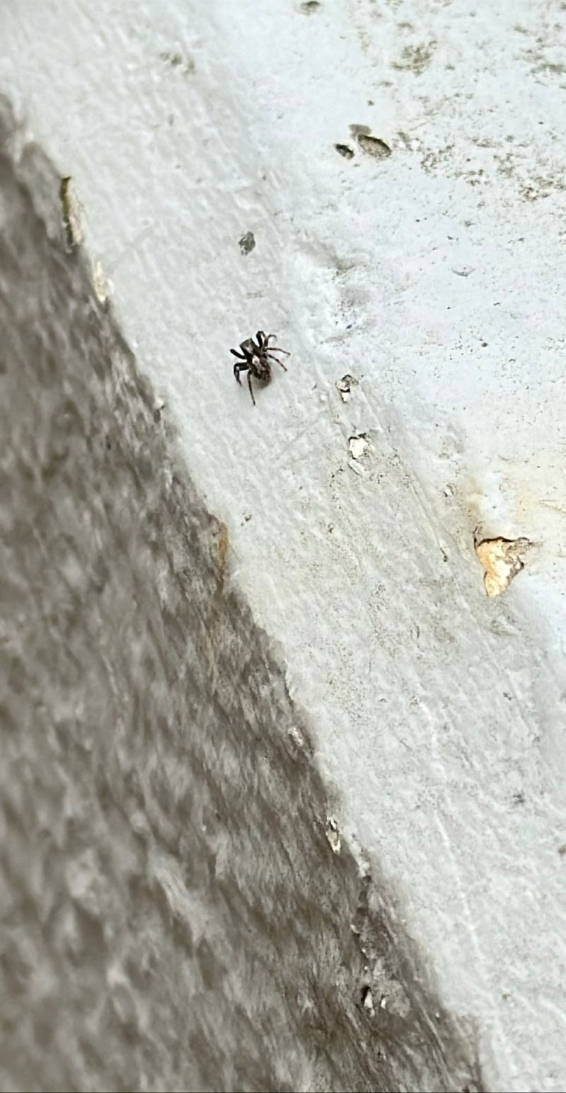 Eine Zebraspringspinne sitzt auf einer hellen, strukturierten Betonwand. Die Spinne ist relativ klein im Bildausschnitt zu sehen.
