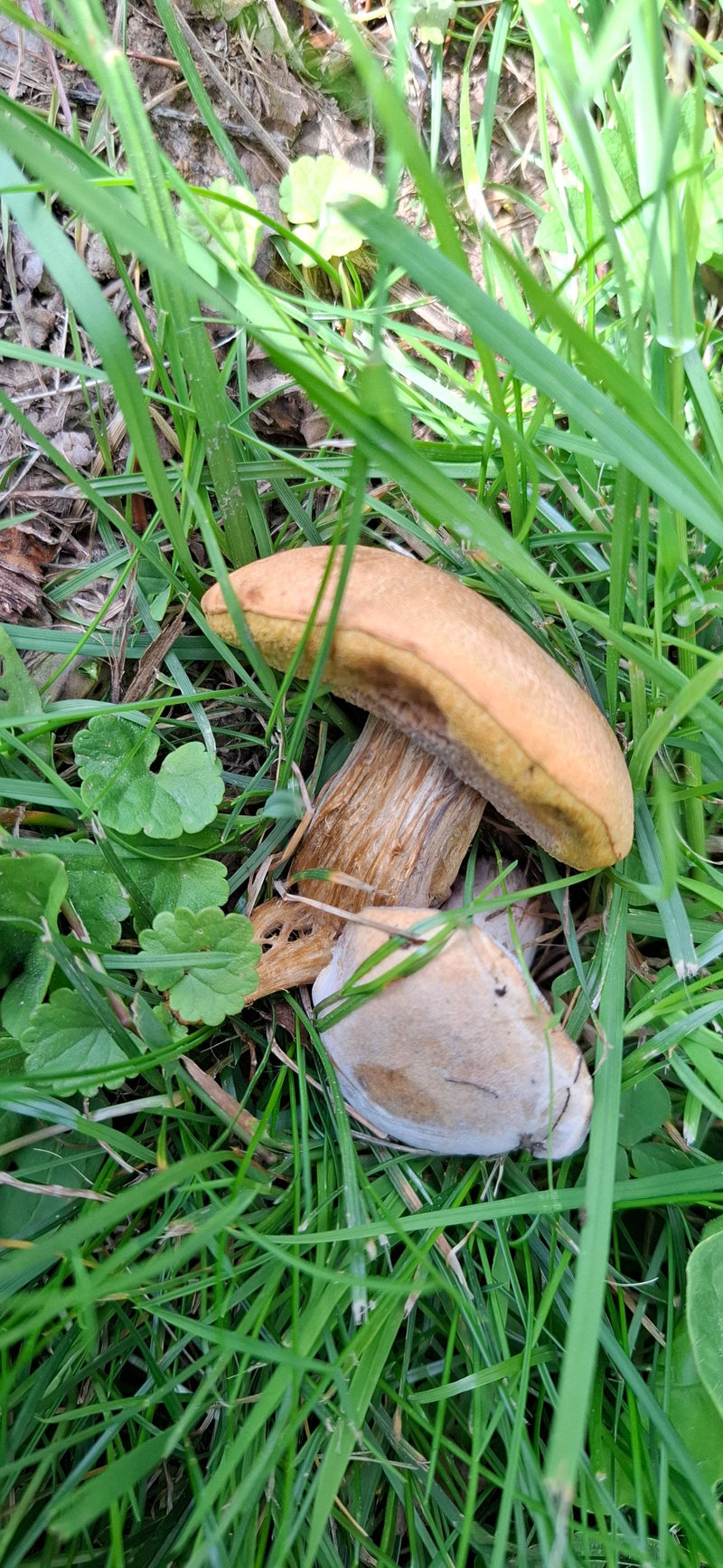 Ziegenlippe — Bild 1 von 5