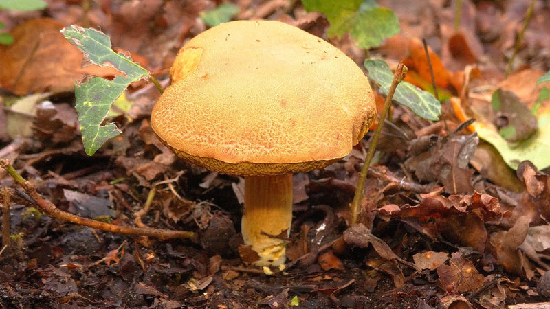 Ziegenlippe — Bild 3 von 5