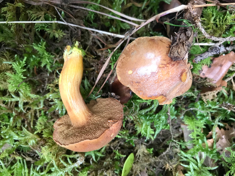 Ziegenlippe — Bild 2 von 5