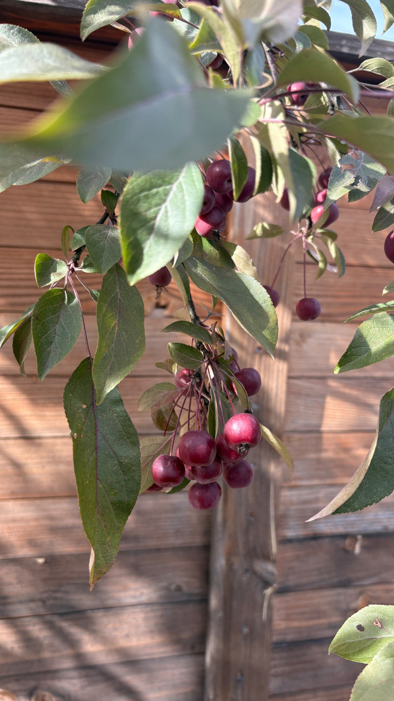 Zierapfel — Bild 5 von 15