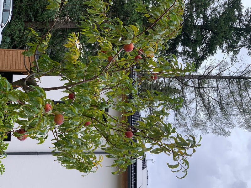 Zwergpfirsich — Bild 5