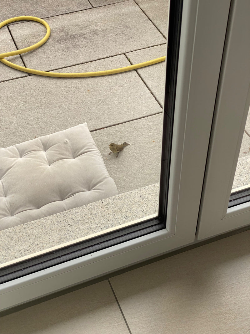 Ein kleiner, olivgrauer Vogel steht auf steinernen Terrassenplatten neben einem Kissen und einem Gartenschlauch. Das Tier ist aus erhöhter Perspektive zu sehen.