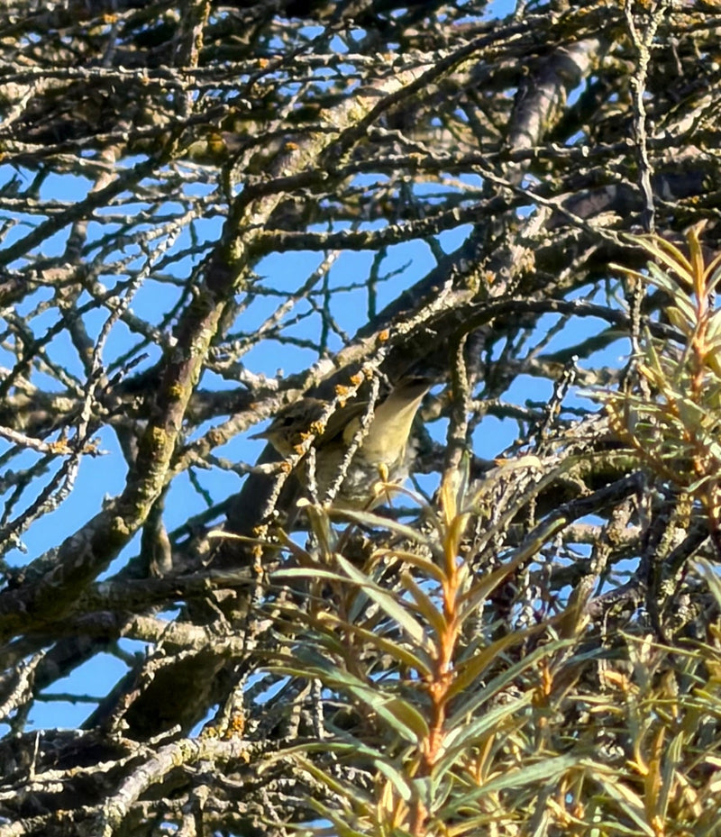 Ein kleiner Vogel sitzt gut getarnt im Geäst eines Baumes vor einem blauen Himmel. Das Gefieder ist unauffällig gefärbt.