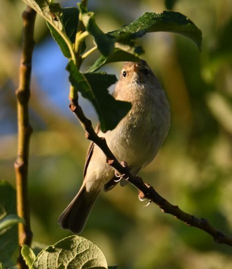 Ein Zilpzalp sitzt auf einem dünnen Ast inmitten von grünem Laub. Der kleine Singvogel blickt aufmerksam nach oben.