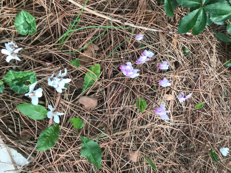 Zimmer-Alpenveilchen — Bild 3 von 20