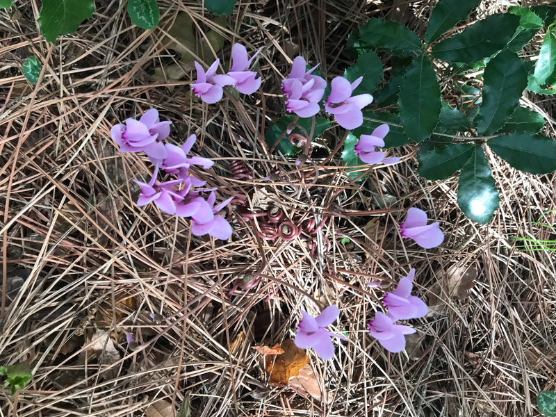 Zimmer-Alpenveilchen — Bild 1 von 20