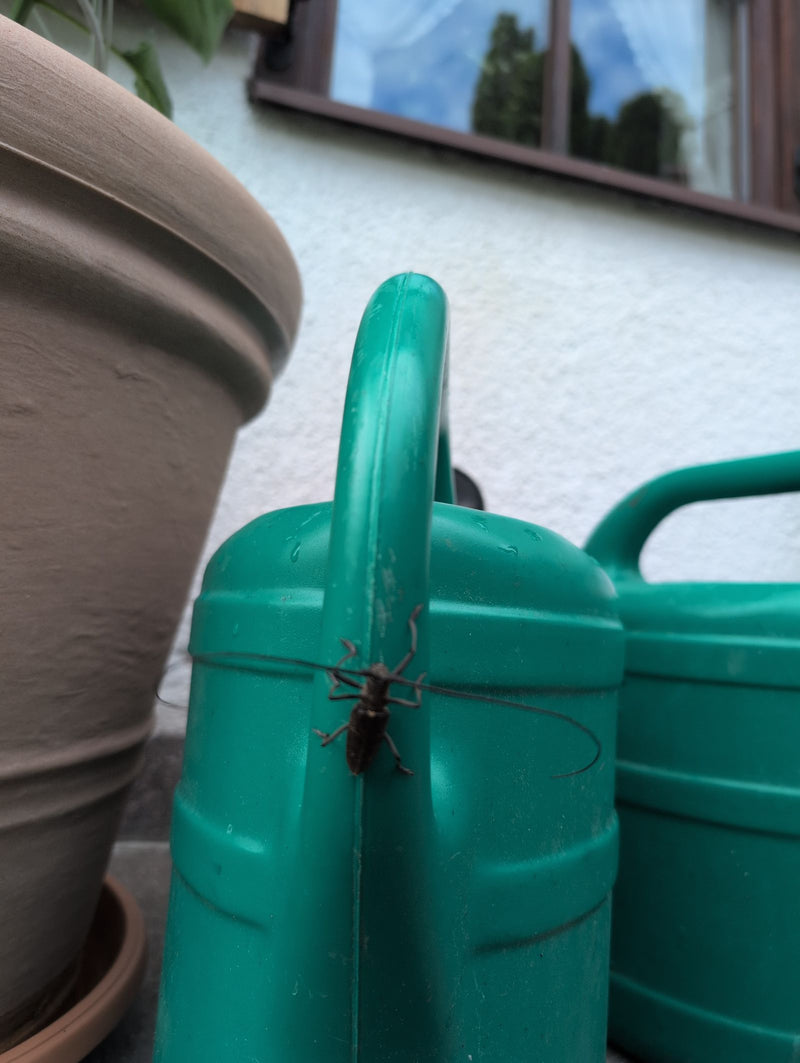 Ein Zimmermannsbock mit sehr langen Fühlern sitzt auf dem Griff einer grünen Gießkanne. Im Hintergrund sind ein Pflanzkübel und eine helle Hauswand zu erkennen.