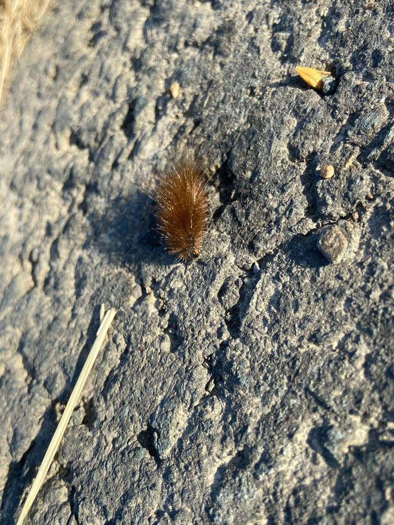 Eine braun behaarte Raupe des Zimtbärens krabbelt über einen dunklen Untergrund. Sie ist von oben gut zu erkennen.