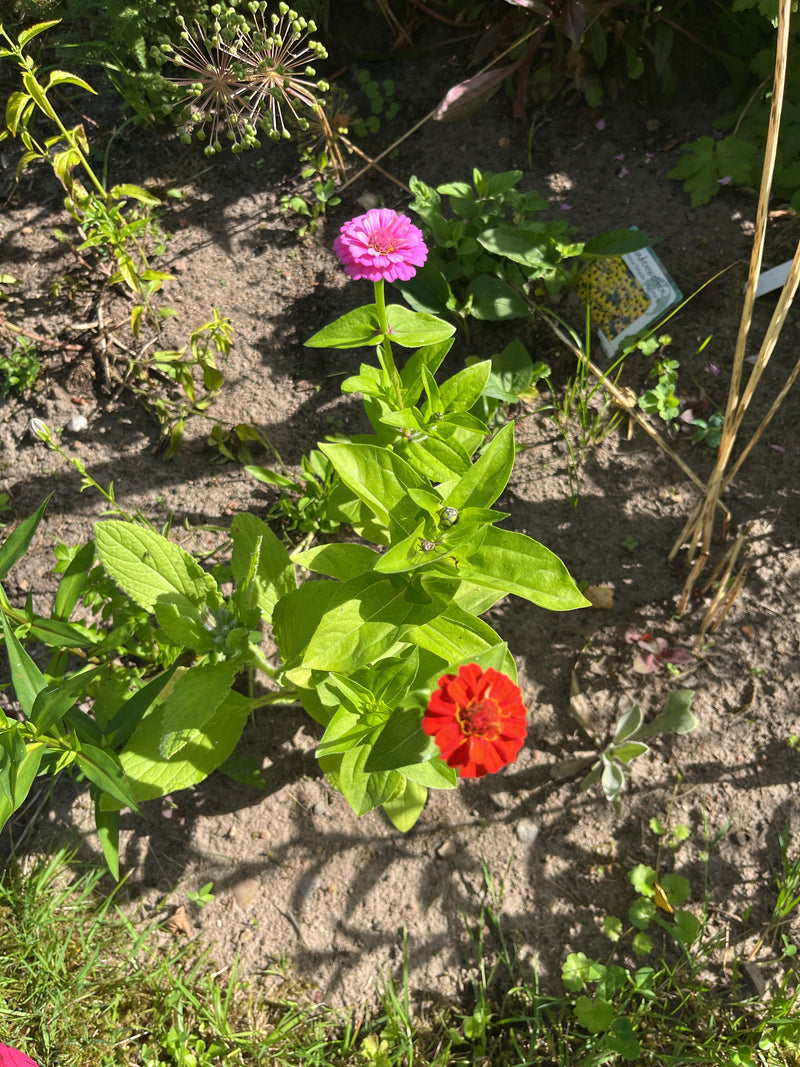 Zu sehen ist eine Zinnienpflanze mit grünen Blättern und zwei auffälligen Blüten in Pink und Rot, die auf sandigem Gartenboden wächst.