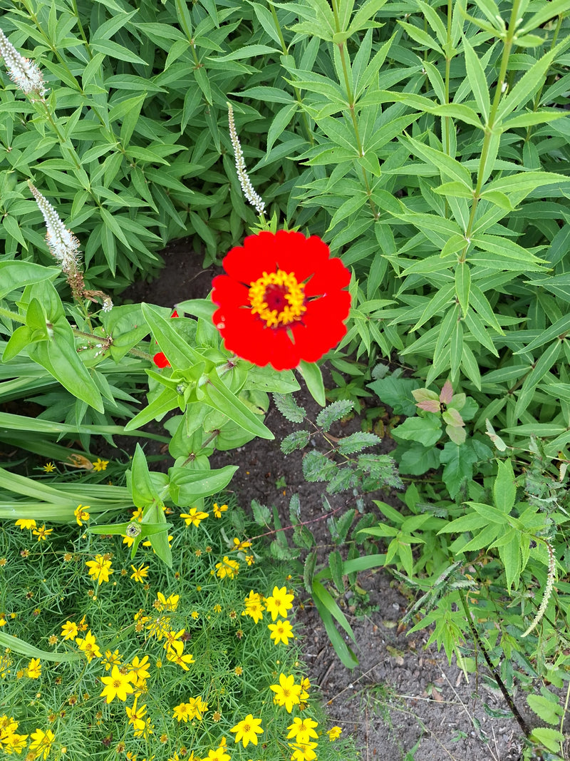 Zu sehen ist eine leuchtend rote Blüte einer Zinnie, die von grünem Laub und anderen Pflanzen umgeben ist. Die Draufsicht zeigt die charakteristische Blütenf...
