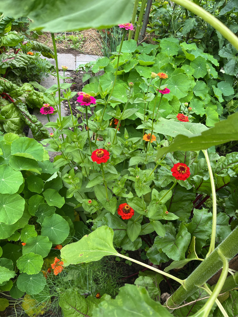 Auf dem Bild sind mehrere leuchtend rote, pinke und orangefarbene Zinnienblüten in einem grünen Gartenbeet zu sehen. Die Pflanzen stehen zwischen anderen Gar...