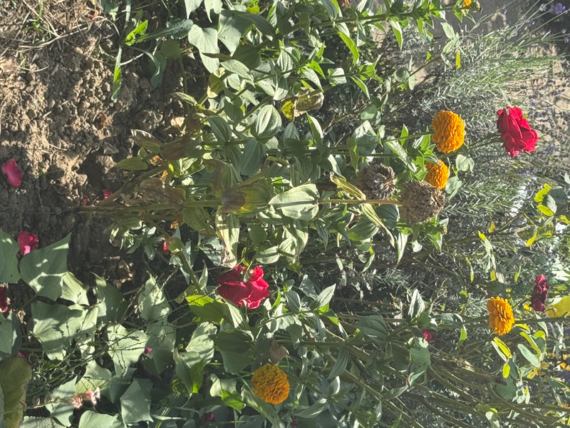 Zinnien mit leuchtend gelb-orangen Blüten wachsen zusammen mit Rosen in einem sonnigen Gartenbeet.