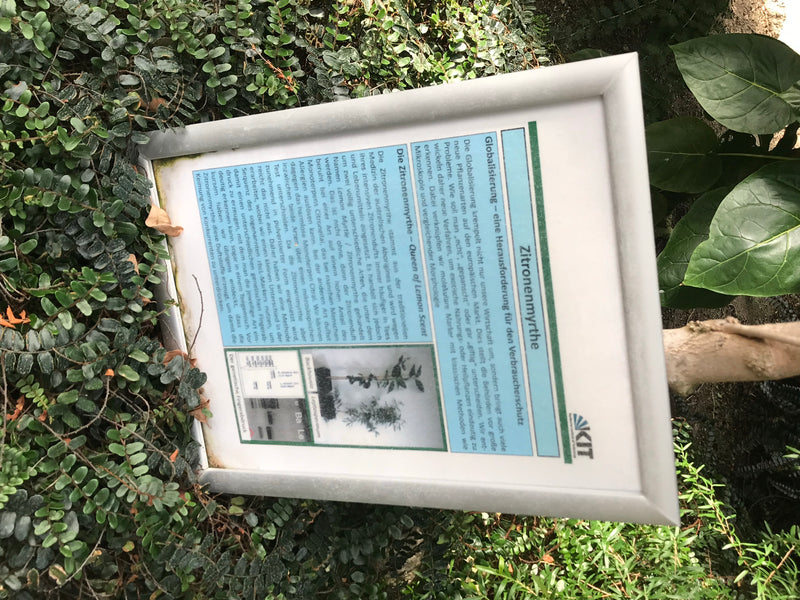 Zitronenmyrte — Bild 1 von 2