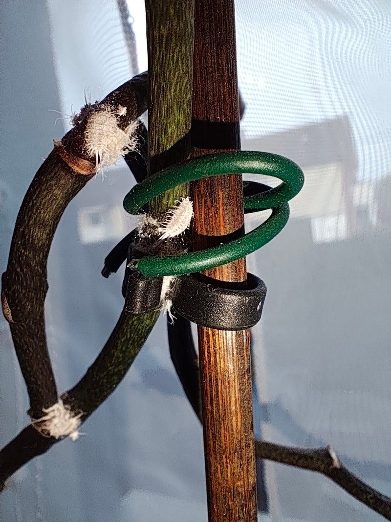 Mehrere Zitrus-Schmierläuse sitzen auf dünnen Pflanzenstängeln und einer grünen Rankhilfe. Die Insekten sind mit wachsartigen, weißen Fäden bedeckt.
