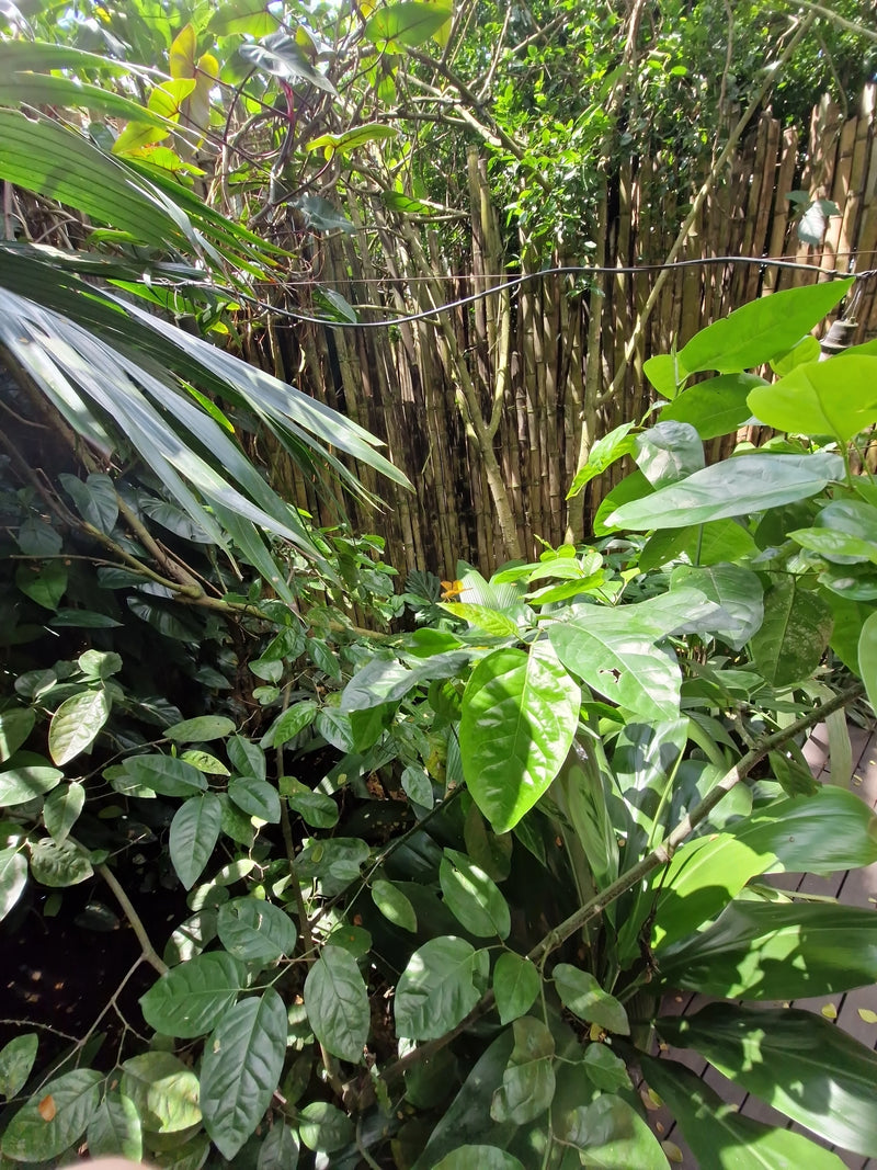 Das Bild zeigt grüne Blätter von Zitruspflanzen in einem dichten, üppigen Garten.
