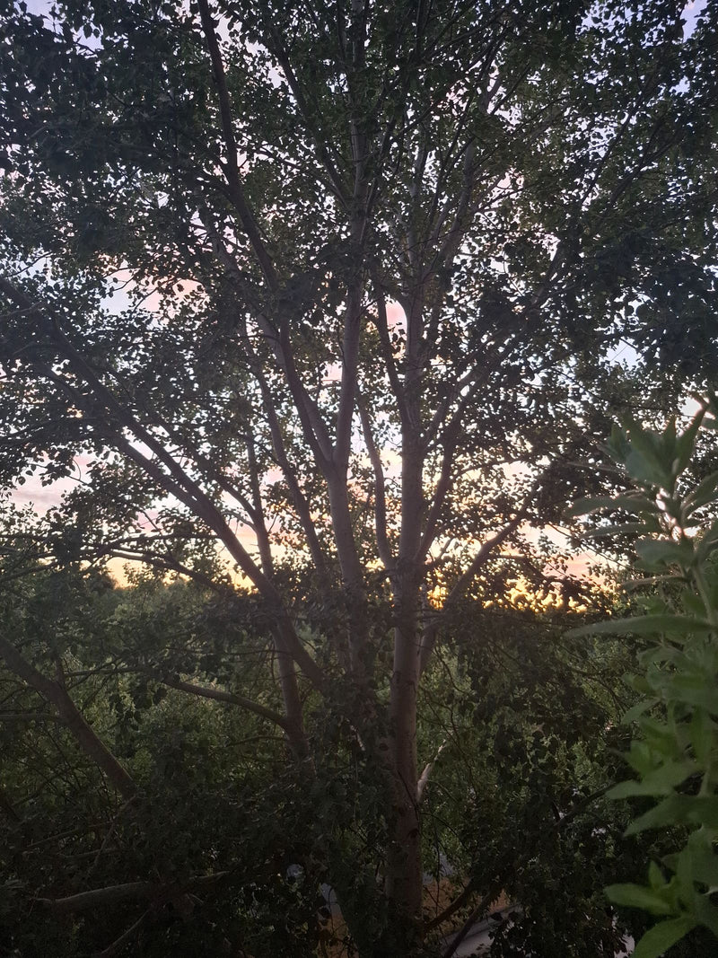 Das Bild zeigt einen ausgewachsenen Laubbaum mit dichter Krone vor einem dämmerigen Abendhimmel. Es handelt sich um eine Aspe.