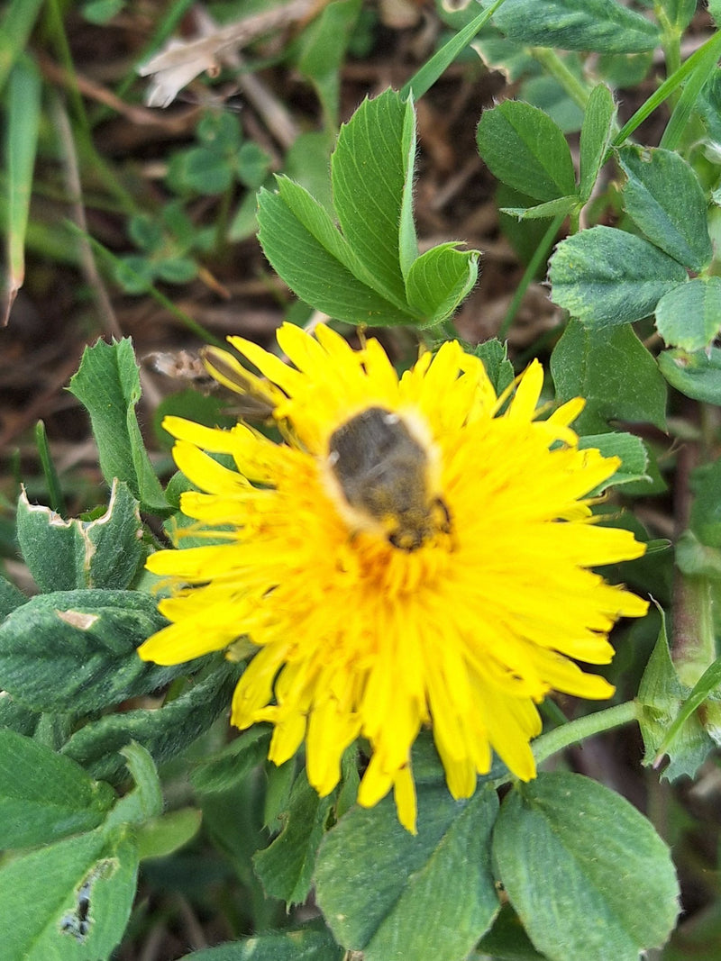 Ein Zottiger Rosenkäfer sitzt auf einer gelben Blüte zwischen grünen Blättern.