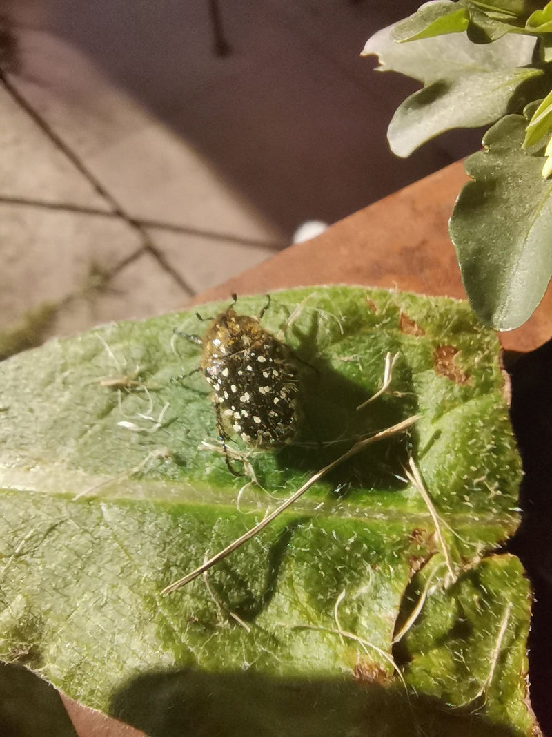 Auf dem Foto ist ein Zottiger Rosenkäfer zu sehen, der auf einem grünen Blatt sitzt. Das Insekt ist mit typischen weißen Flecken und feinen Haaren gut erkenn...