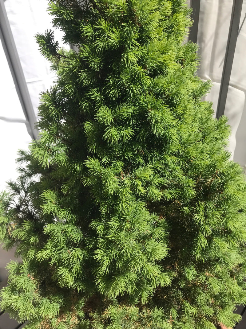 Zu sehen ist eine dichte Zuckerhut-Fichte mit hellgrünen Nadeln in Nahaufnahme. Der kegelförmige Nadelbaum steht in einem Topf vor einer hellen Wand.