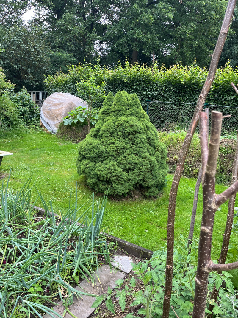 Im Zentrum des Bildes steht eine kegelförmig gewachsene Zuckerhut-Fichte in einem grünen Garten. Der Nadelbaum hat einen dichten, kompakten Wuchs und steht a...
