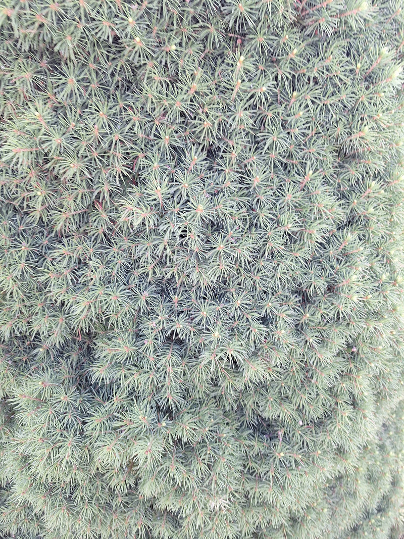 Zu sehen ist das dichte, feine Nadelkleid einer Zuckerhut-Fichte aus nächster Nähe. Die charakteristischen, blaugrünen Nadeln füllen das gesamte Bild aus.