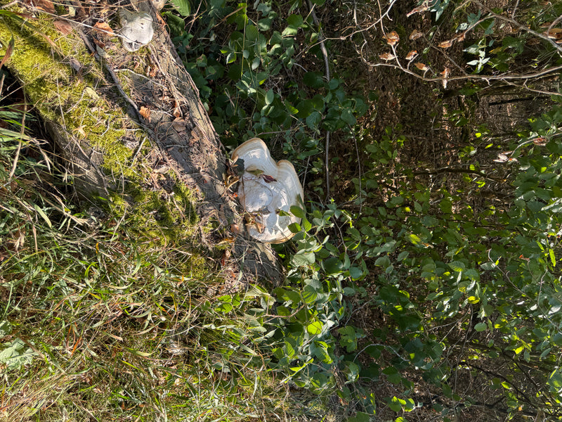 Ein weißlich-grauer Fruchtkörper des Zunderschwamms wächst an einem moosbewachsenen, liegenden Baumstamm im Wald.