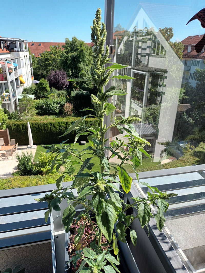 Zurückgekrümmter Fuchsschwanz — Bild 3