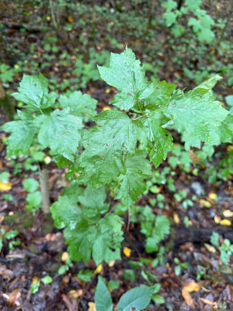 Zweigriffliger Weißdorn (Sorte 'Paul's Scarlet') — Bild 2