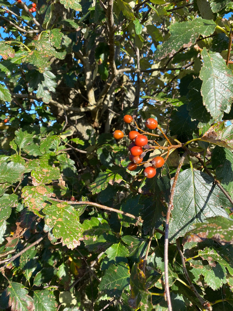 Zu sehen ist ein Zweig des Zweigriffligen Weißdorns mit typischen gelappten Blättern und roten Beeren. Die Aufnahme zeigt den Strauch von nah in natürlicher ...