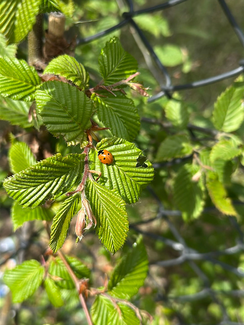 Ein Zweipunkt Fichten-Marienkäfer sitzt auf einem grünen, strukturierten Blatt. Im Hintergrund ist ein Maschendrahtzaun zu erkennen.