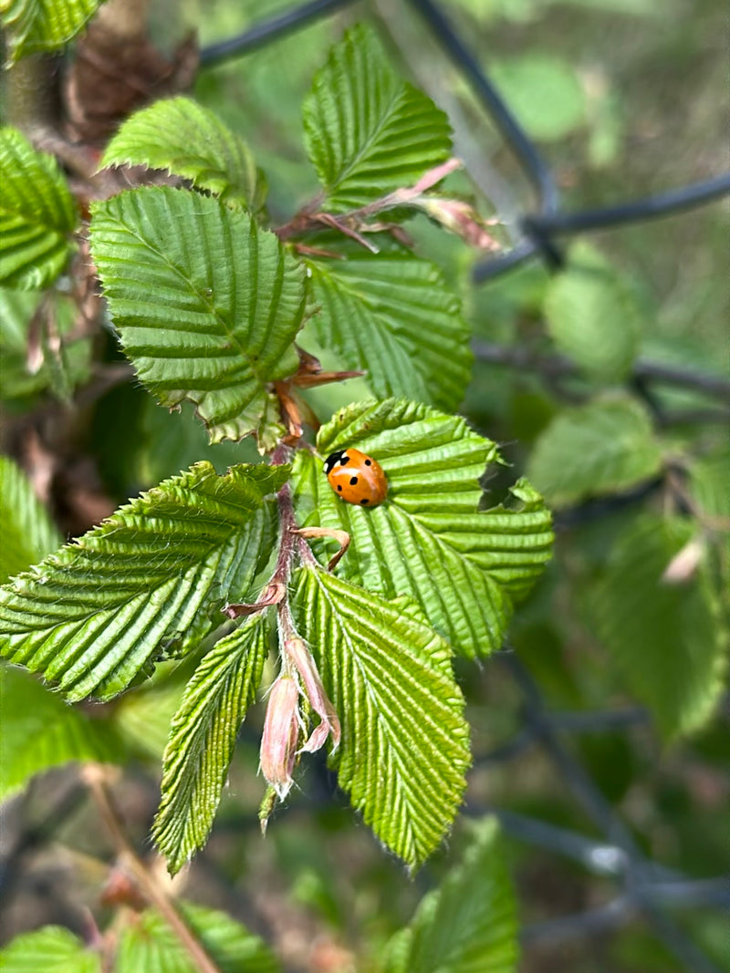 Ein Zweipunkt-Marienkäfer sitzt auf einem grünen, geaderten Blatt einer Pflanze. Das Tier ist gut erkennbar und ruht auf der Blattoberfläche.