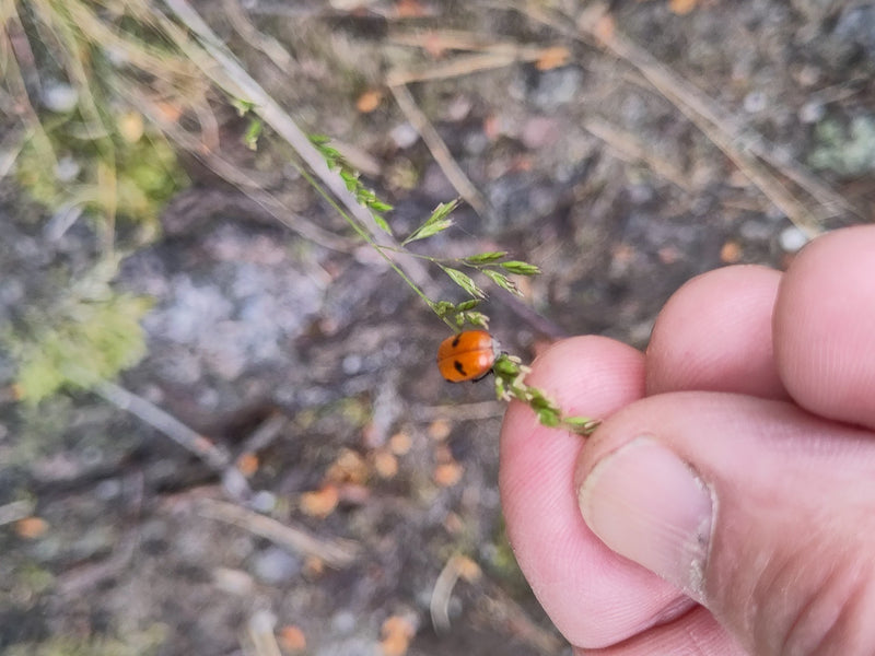 Ein Zweipunkt-Marienkäfer sitzt auf einem dünnen Grashalm, der sanft von menschlichen Fingern gehalten wird. Das rote Tier zeigt charakteristische schwarze P...
