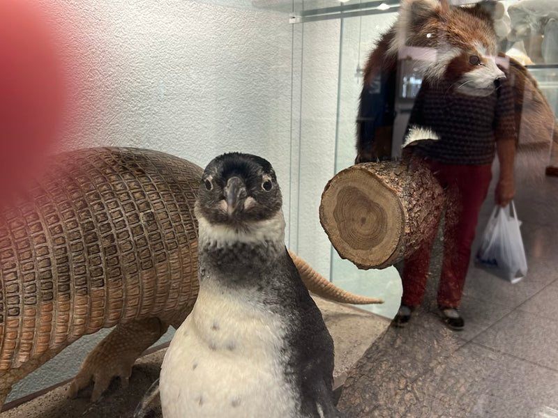 Zwergpinguin — Bild 1 von 9
