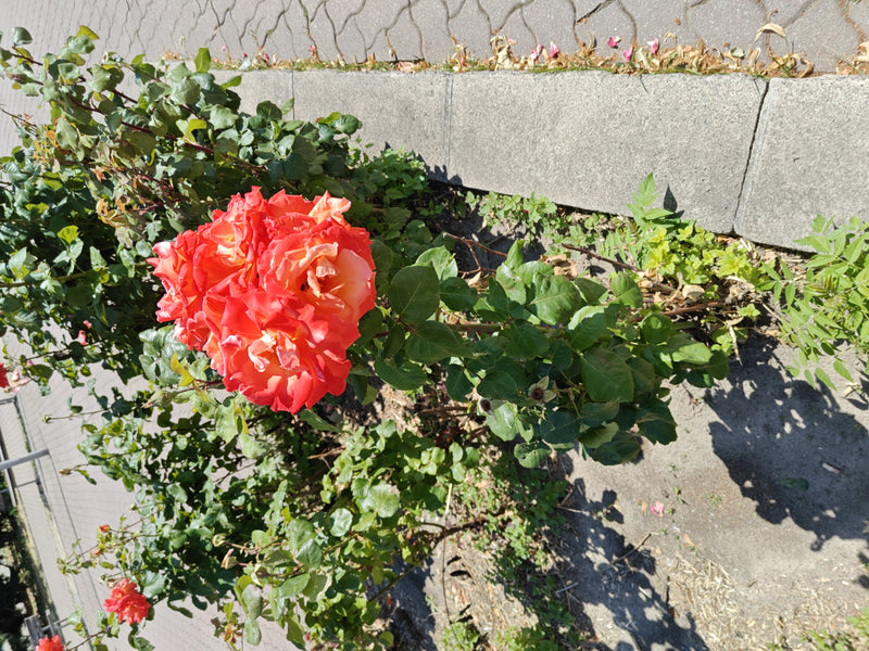 Eine Zwergrose mit leuchtend roten Blüten und grünen Blättern wächst an einem gepflasterten Weg. Die Pflanze steht in voller Blüte.