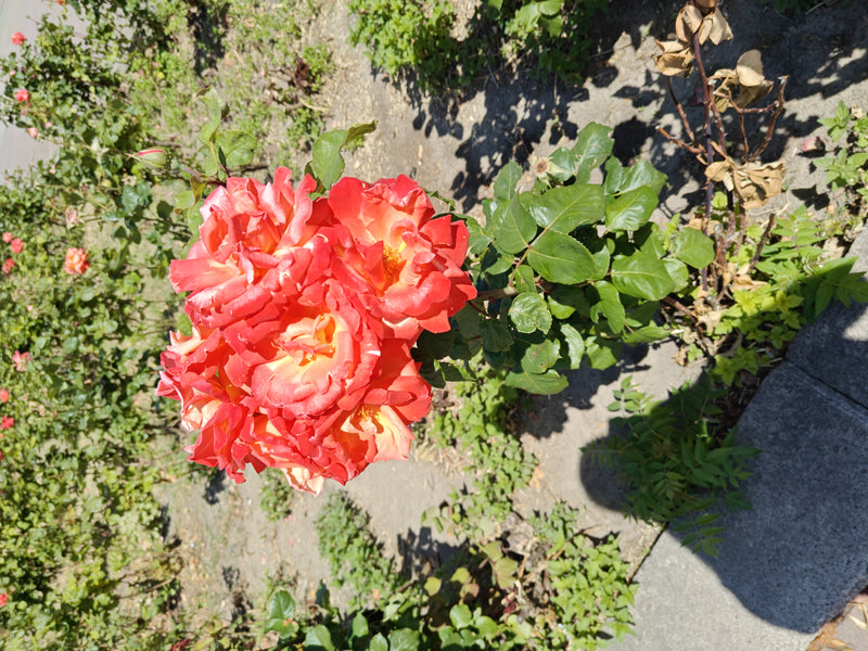 Zu sehen ist eine blühende Zwergrose mit auffälligen, rot-gelben Blüten und grünen Blättern. Die Pflanze steht in einem Gartenbeet auf sandigem Boden.