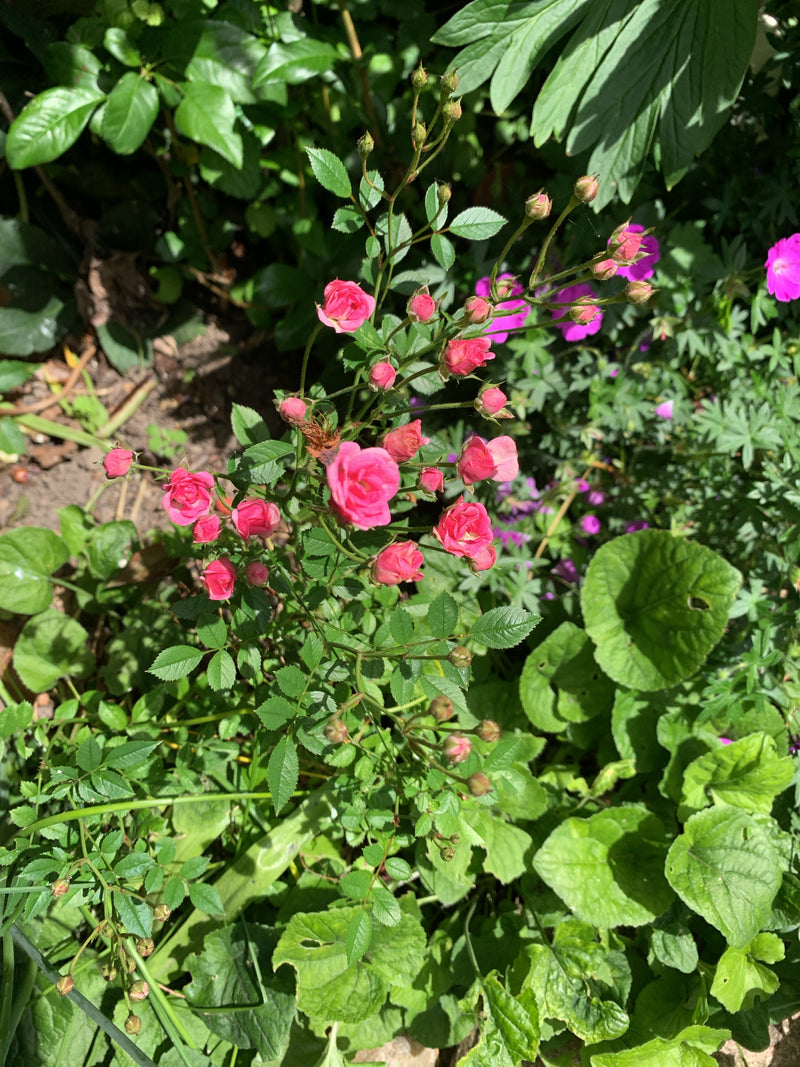 Zu sehen ist eine Zwergrose mit zahlreichen kleinen, rosa Blüten und Knospen in einem Gartenbeet. Die Pflanze steht inmitten anderer grüner Blätter und Pflan...