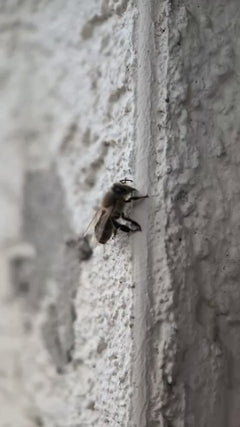 Westliche Honigbiene