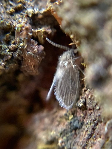 Abortfliege — Bild 1 von 1