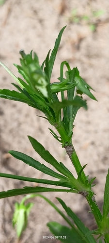 Acker-Stiefmütterchen — Bild 1 von 8