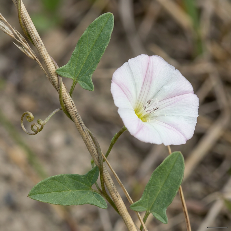 Acker-Winde (Convolvulus arvensis), KI-Illustration