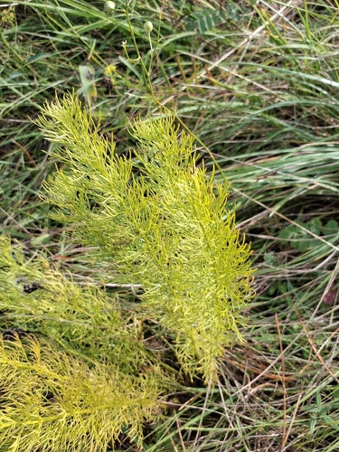 Adonisröschen — Bild 3 von 46