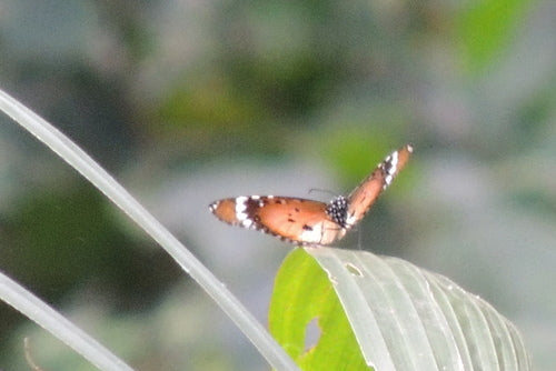 Afrikanischer Monarch — Bild 5 von 9