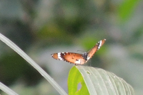 Afrikanischer Monarch — Bild 4 von 9