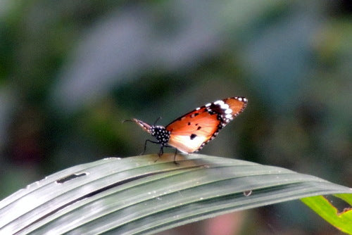 Afrikanischer Monarch — Bild 3 von 9