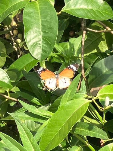Afrikanischer Monarch — Bild 2 von 9