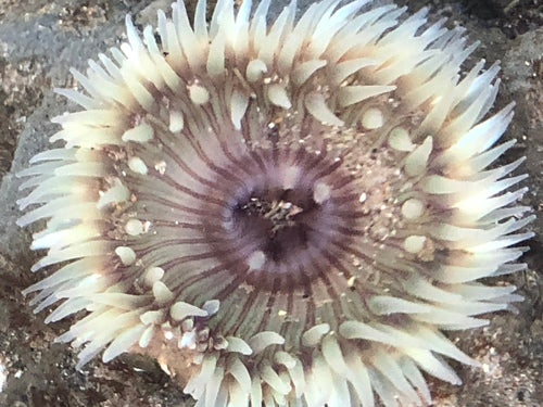 Aggregierende Anemone — Bild 2 von 8
